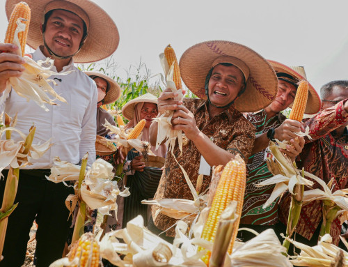 Produksi Jagung Jateng Sudah Capai 2,68 juta Ton, Kukuhkan sebagai Lumbung Pangan Nasional
